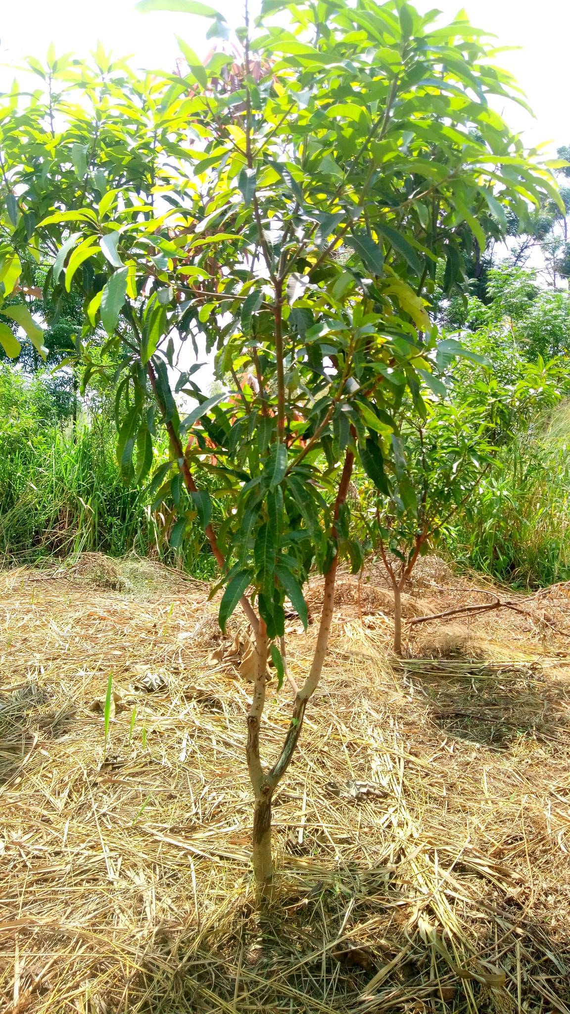 tree