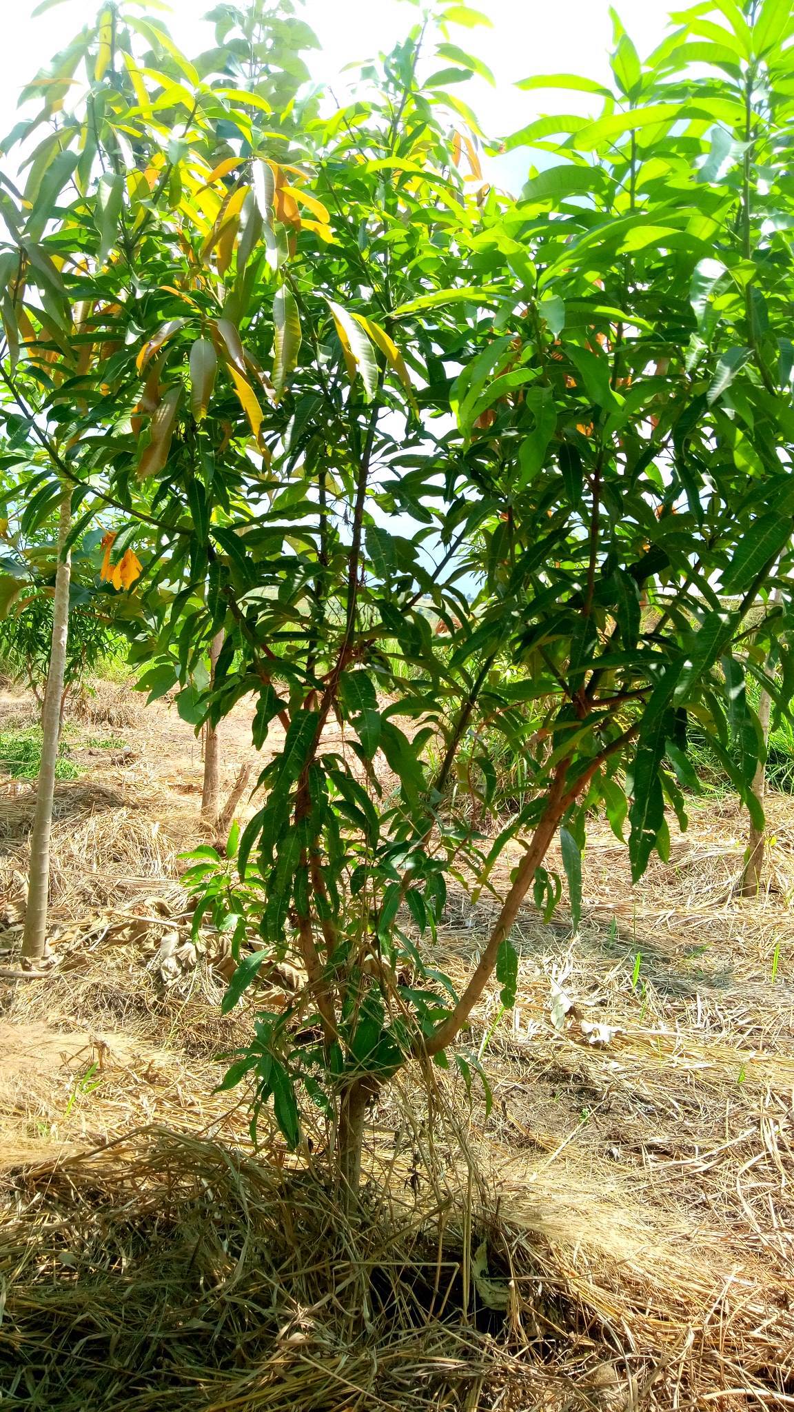 tree