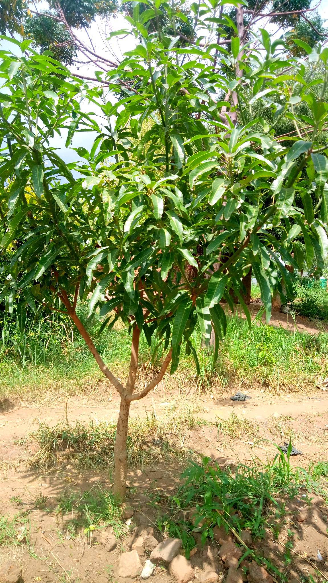 tree