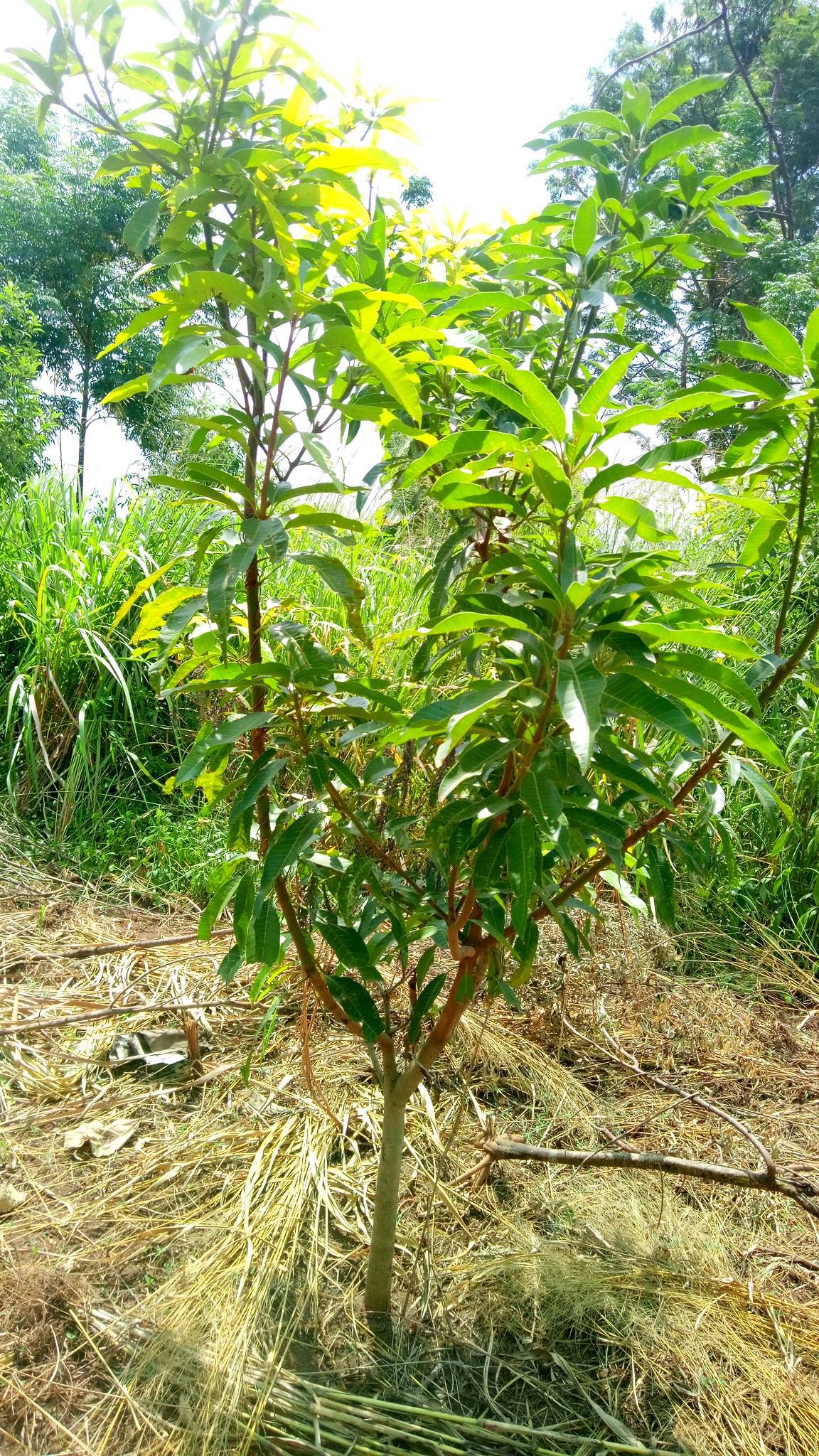 tree