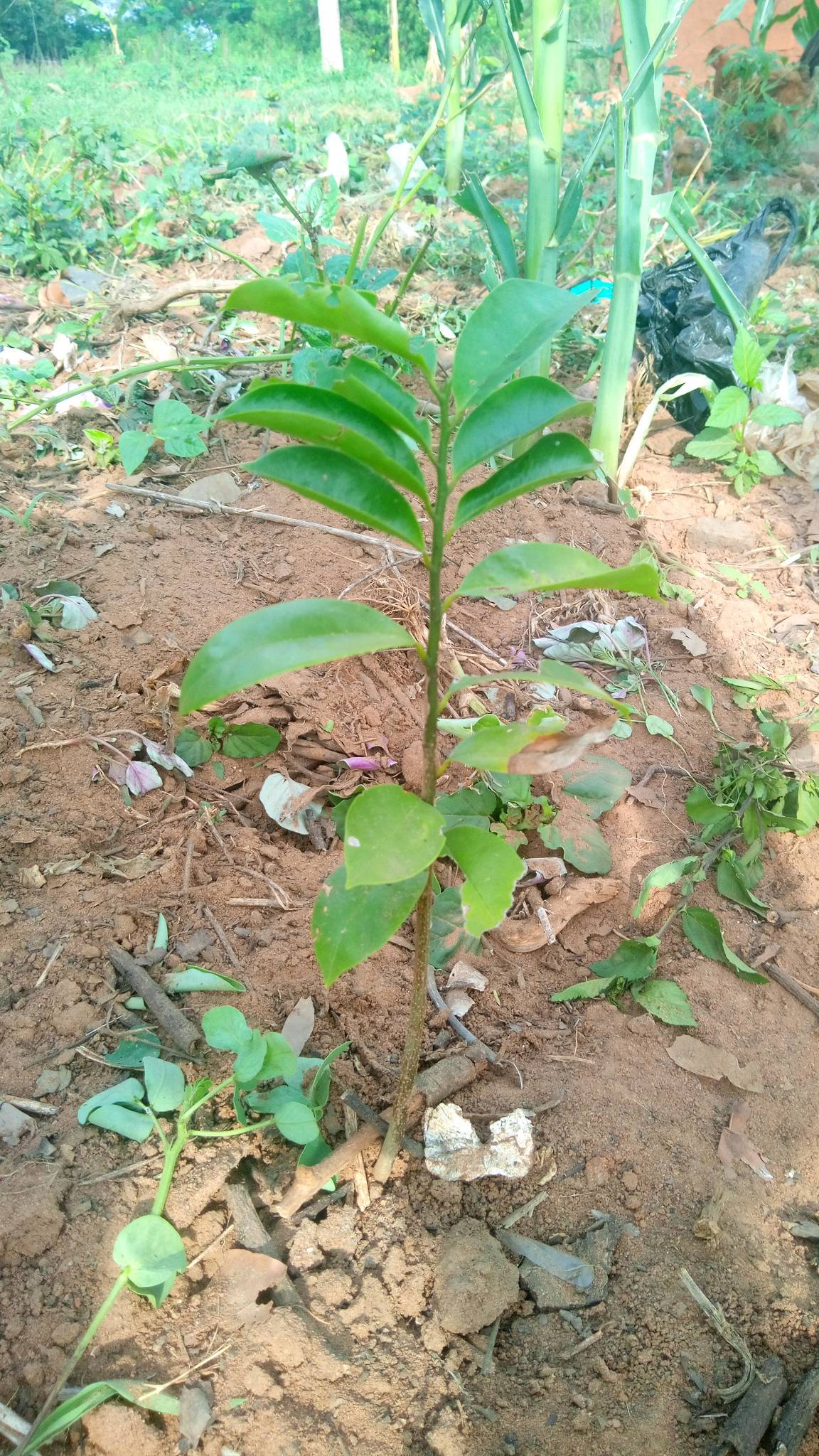 tree