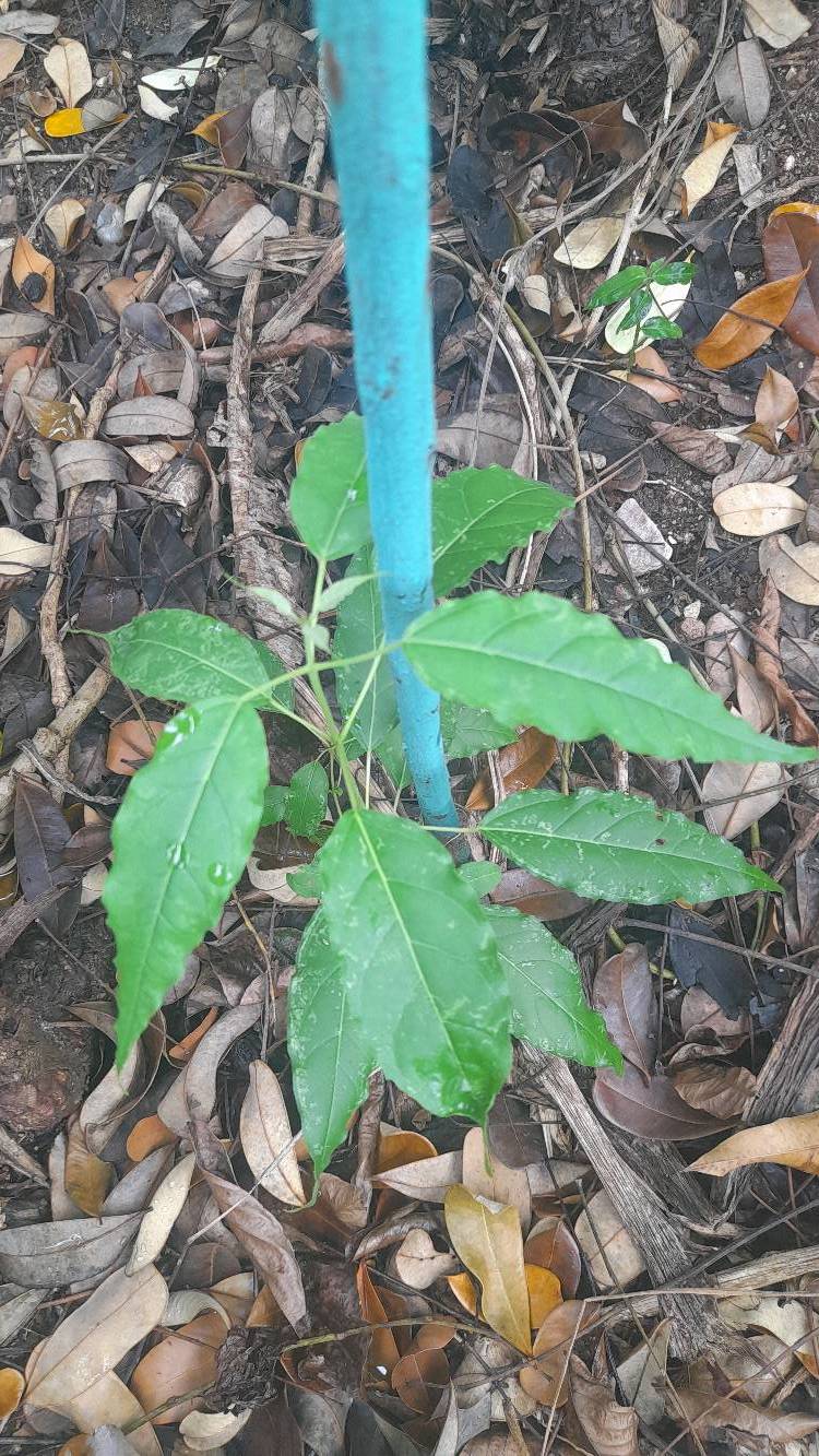 tree