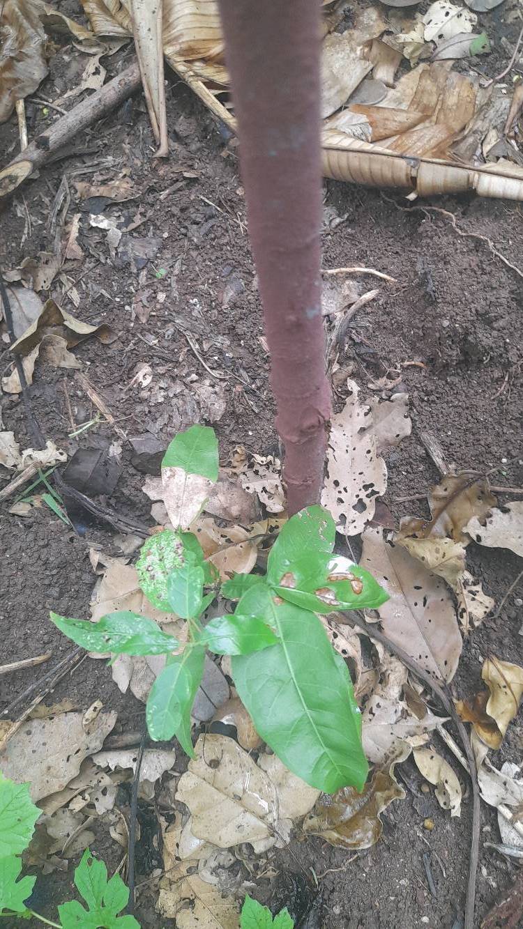 tree