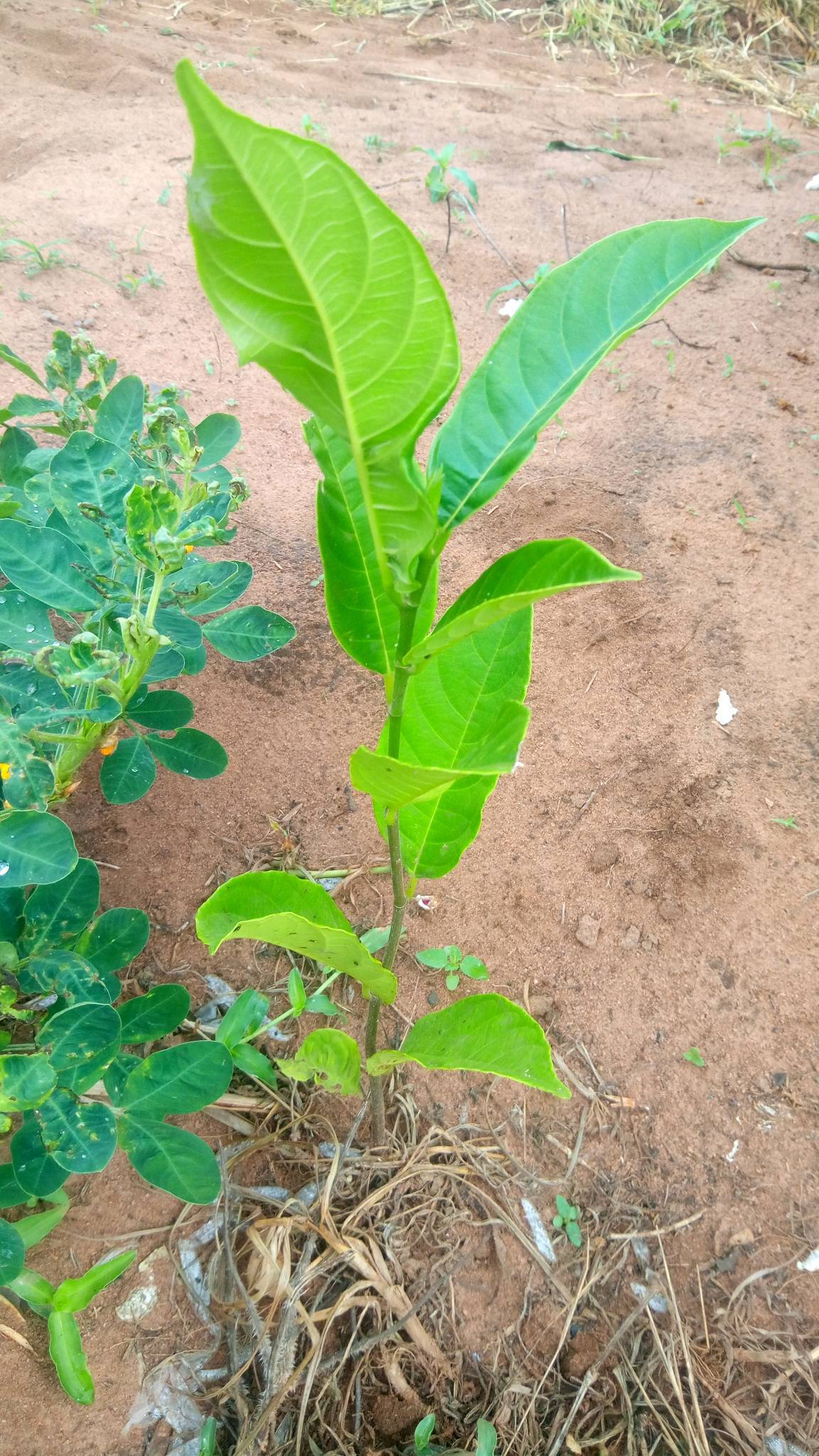 tree