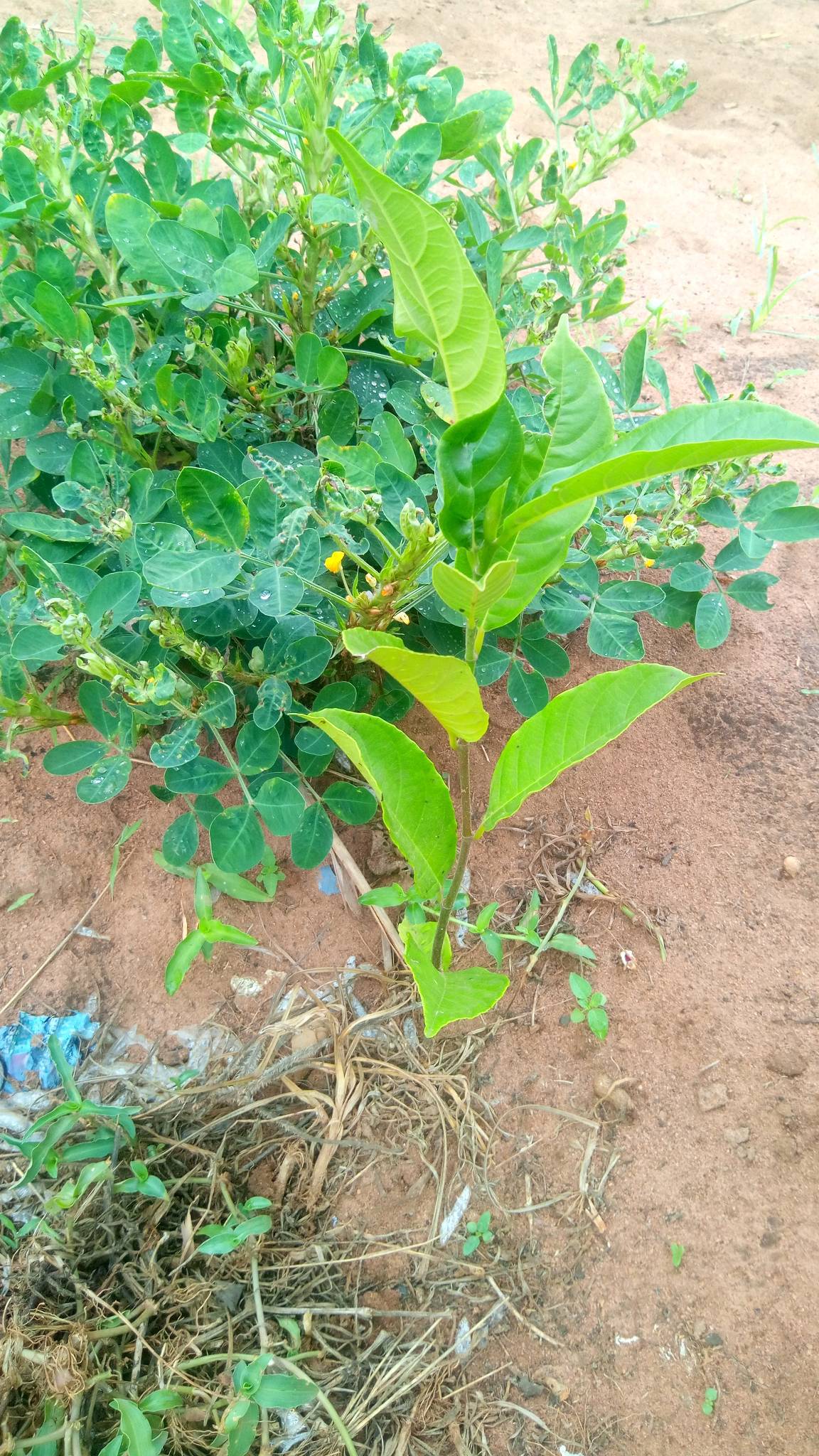 tree