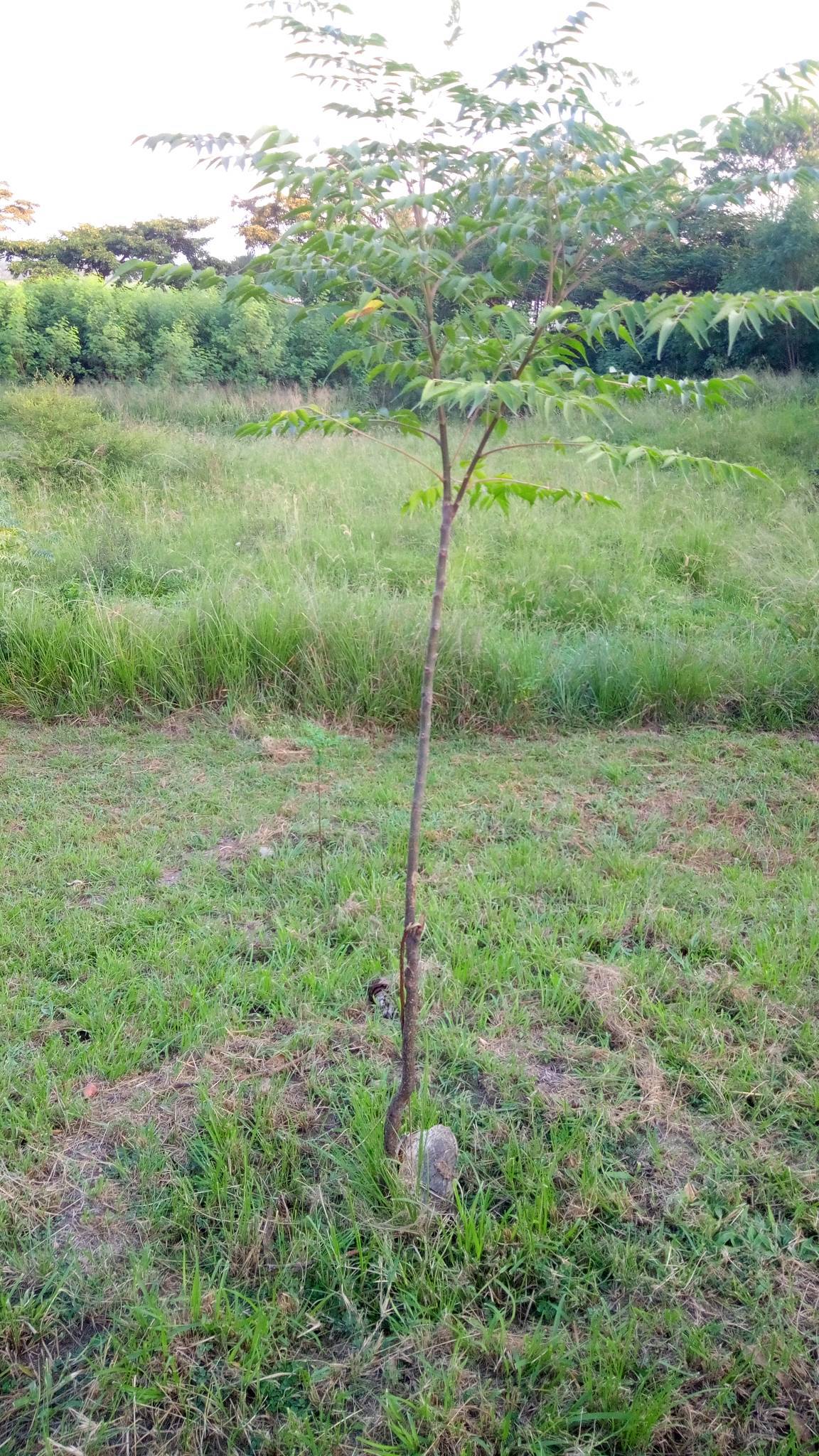 tree