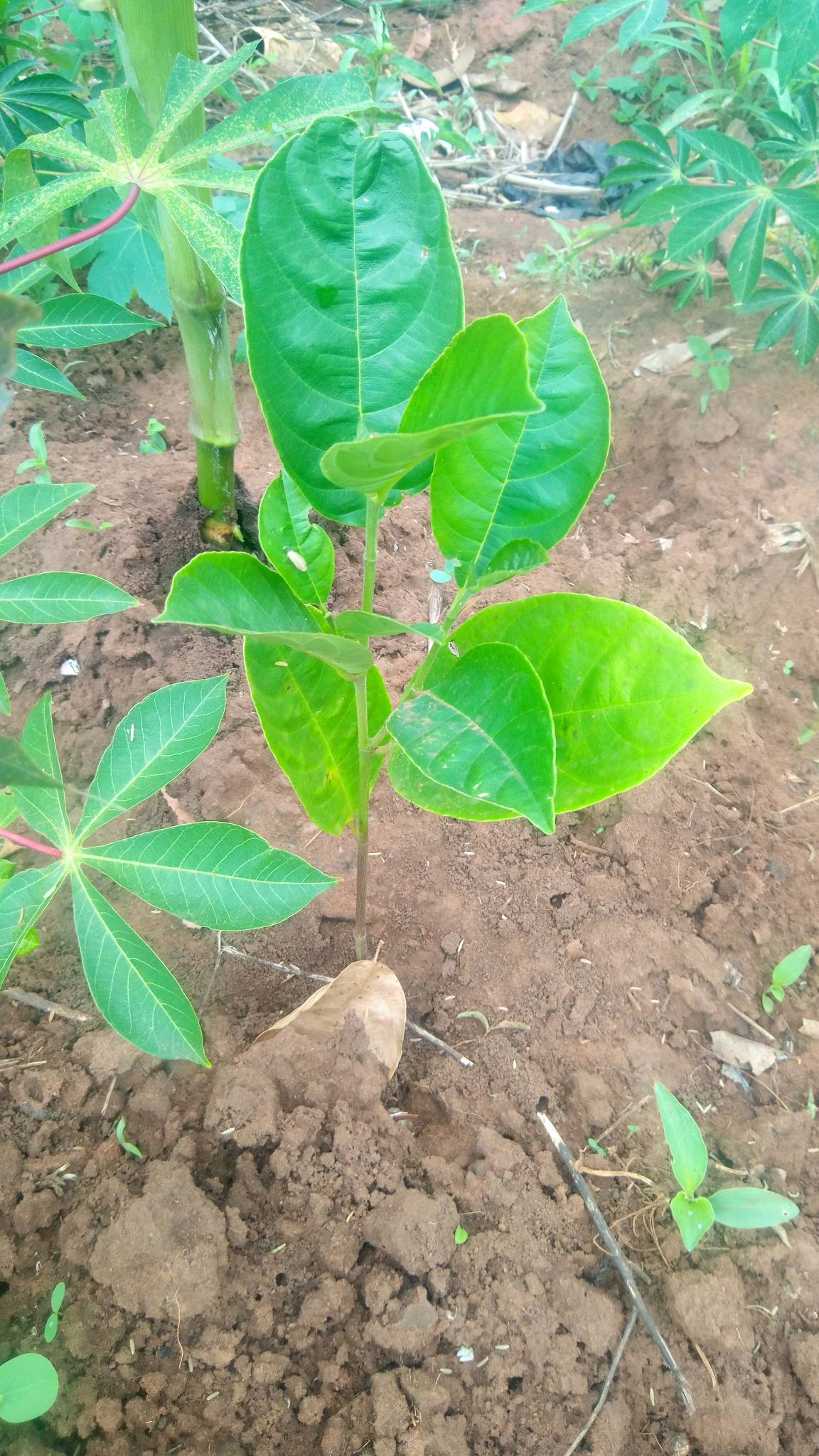 tree