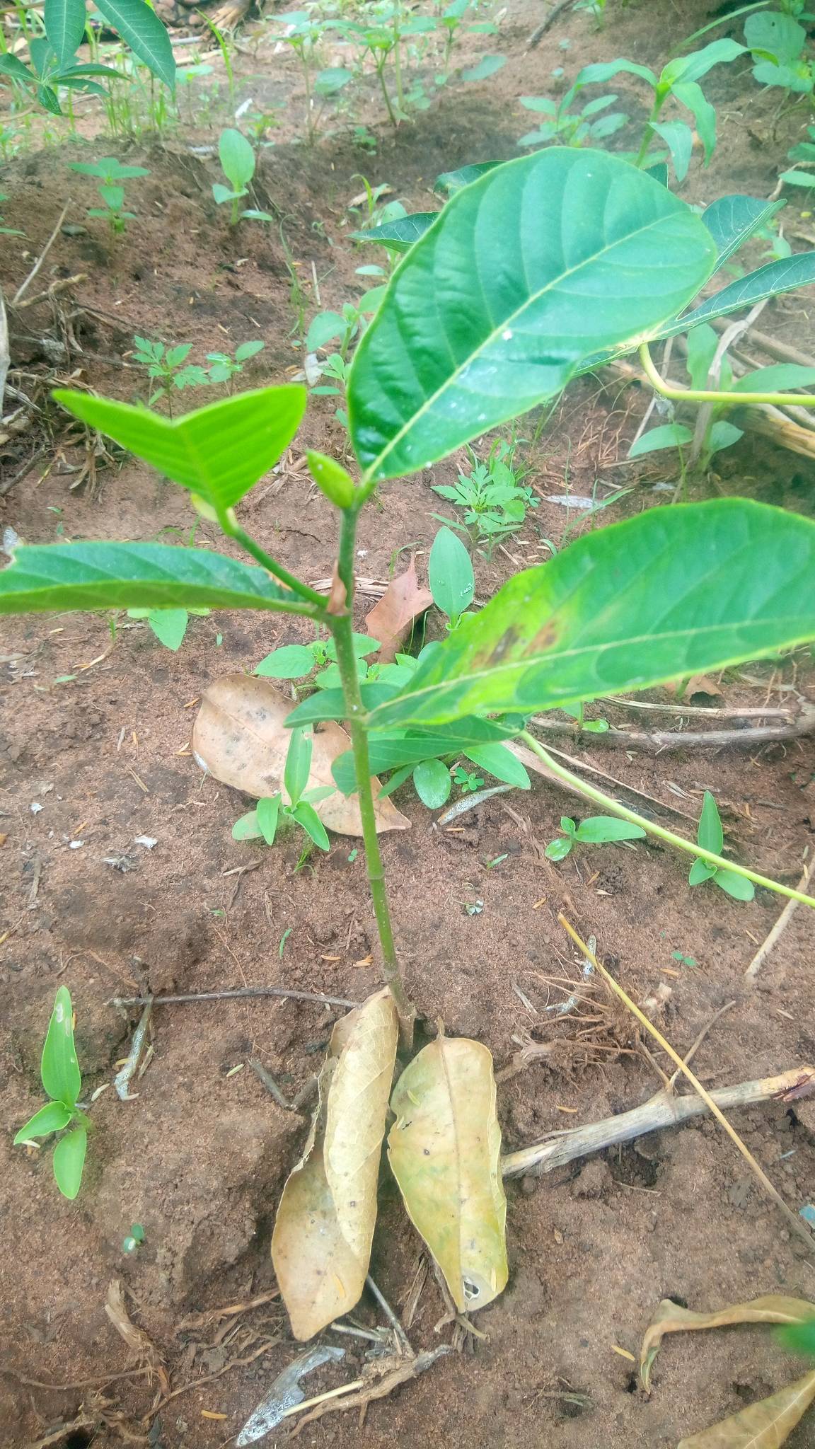 tree