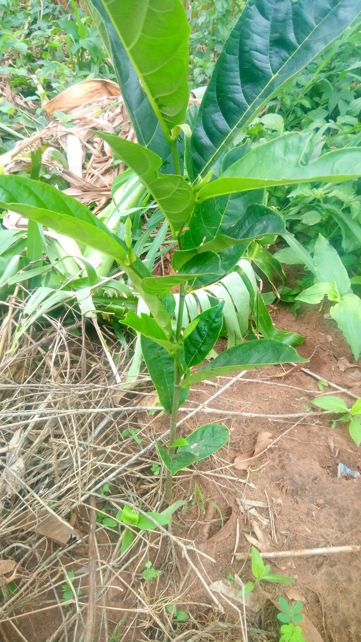 tree