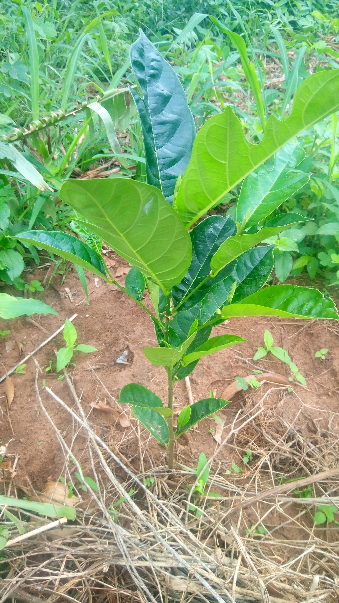tree