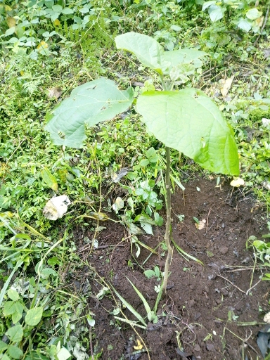 tree