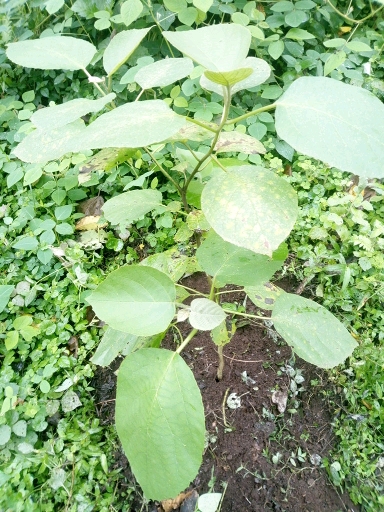 tree