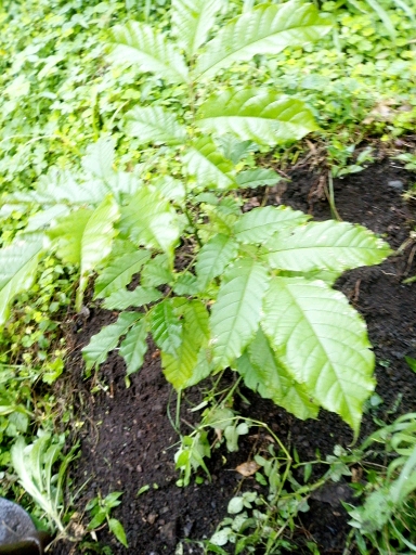 tree