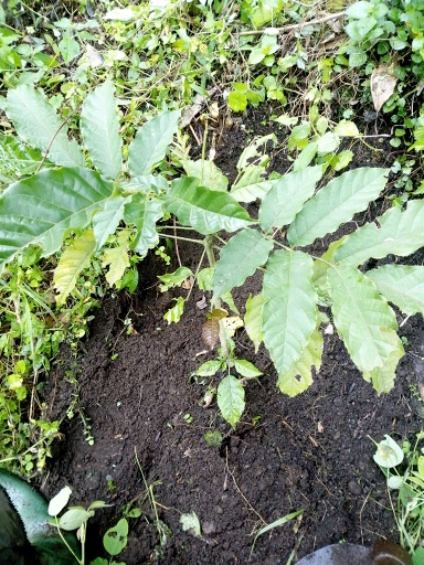 tree