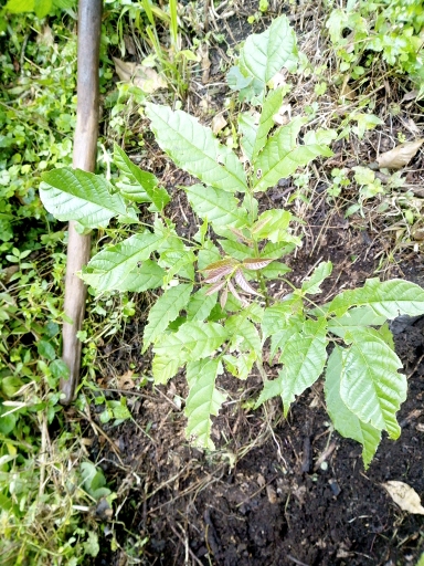 tree