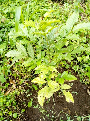 tree