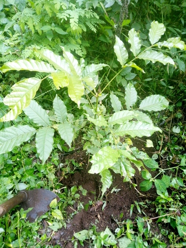 tree