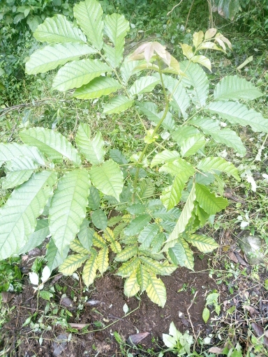 tree