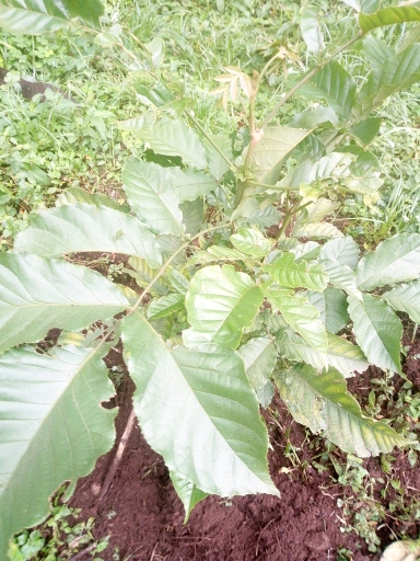 tree