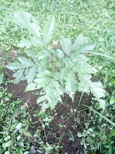 tree