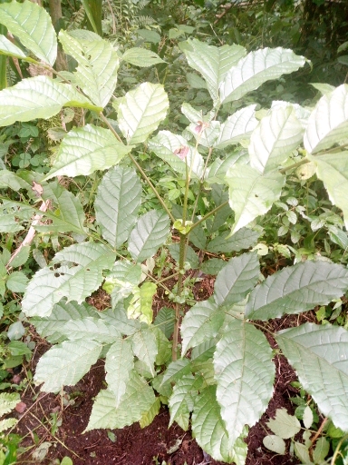 tree