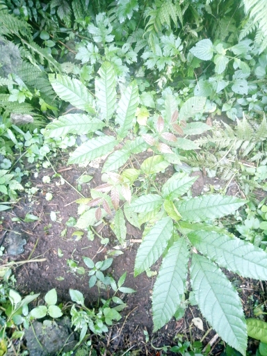 tree