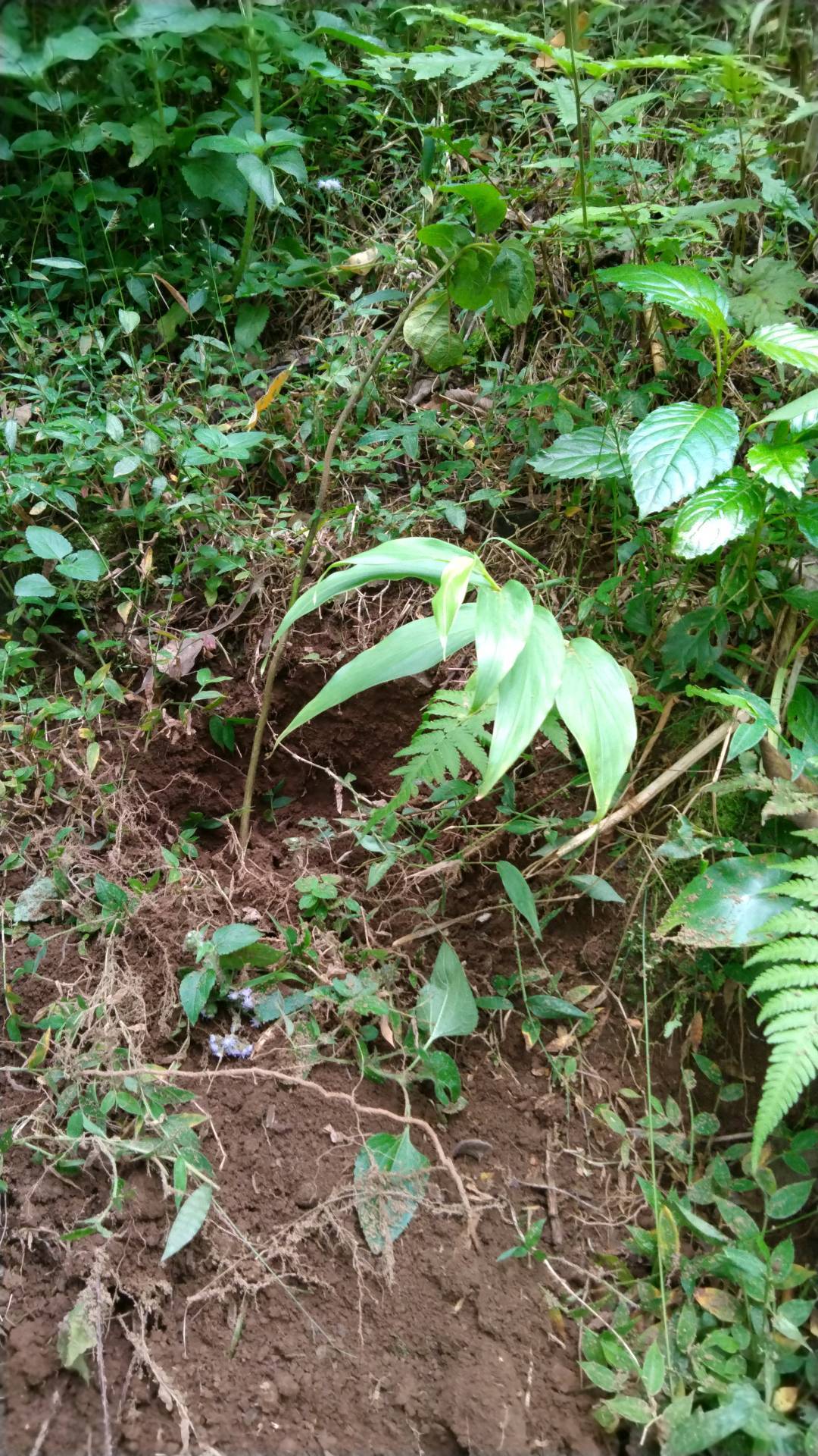 tree