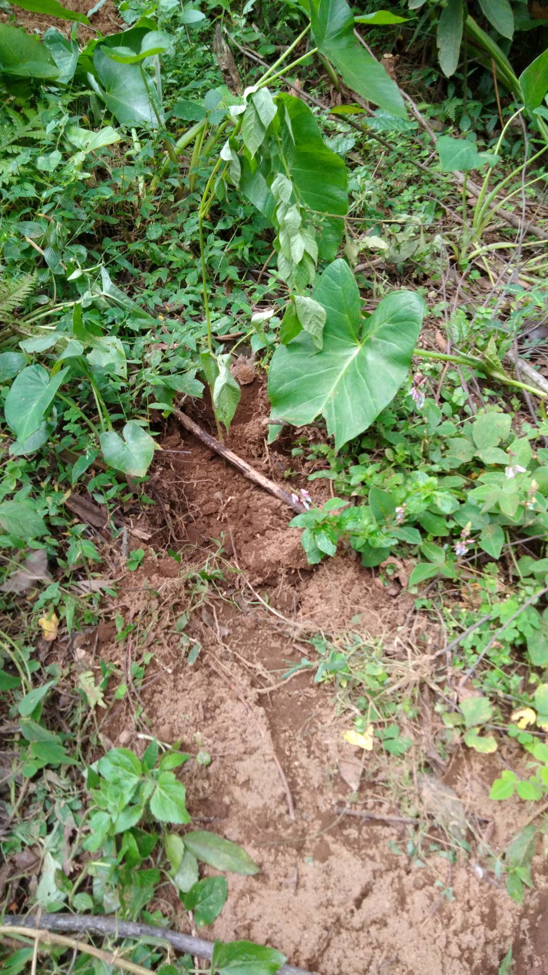 tree