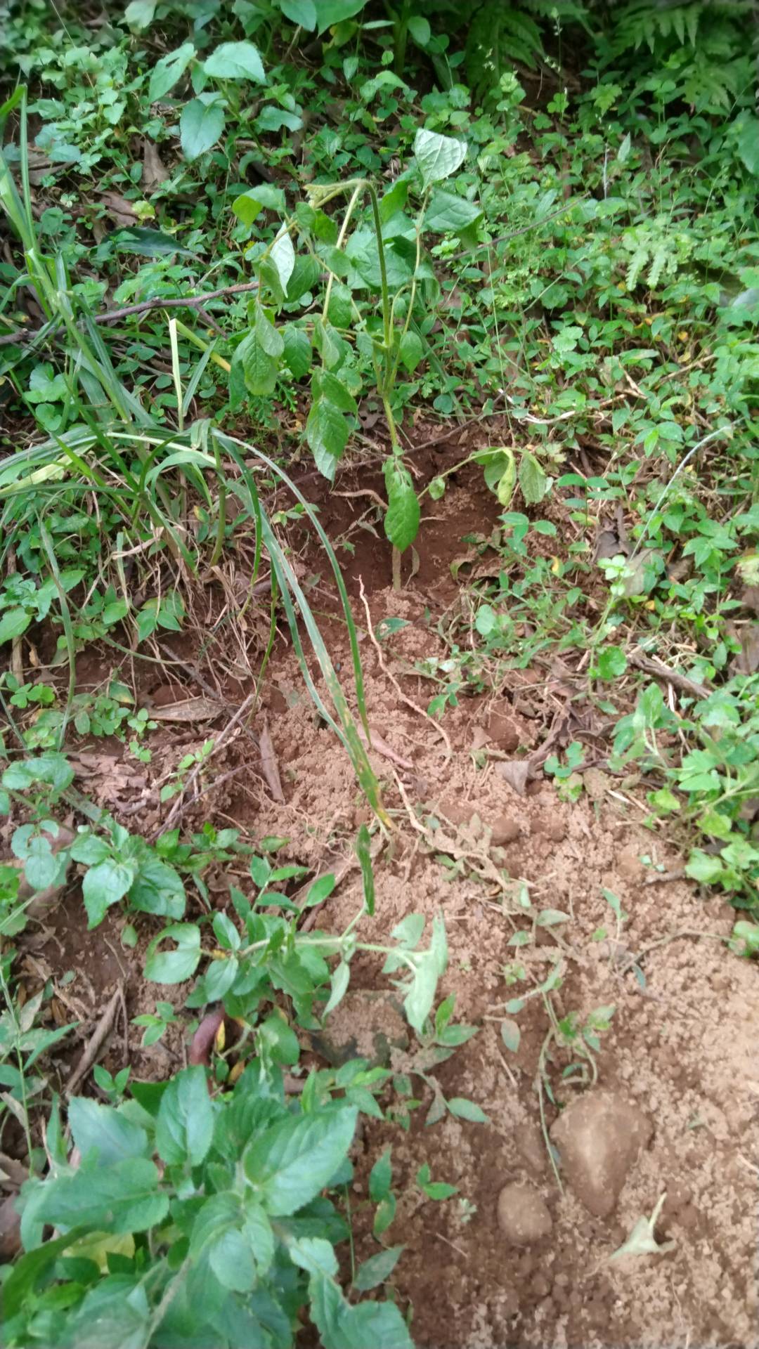 tree