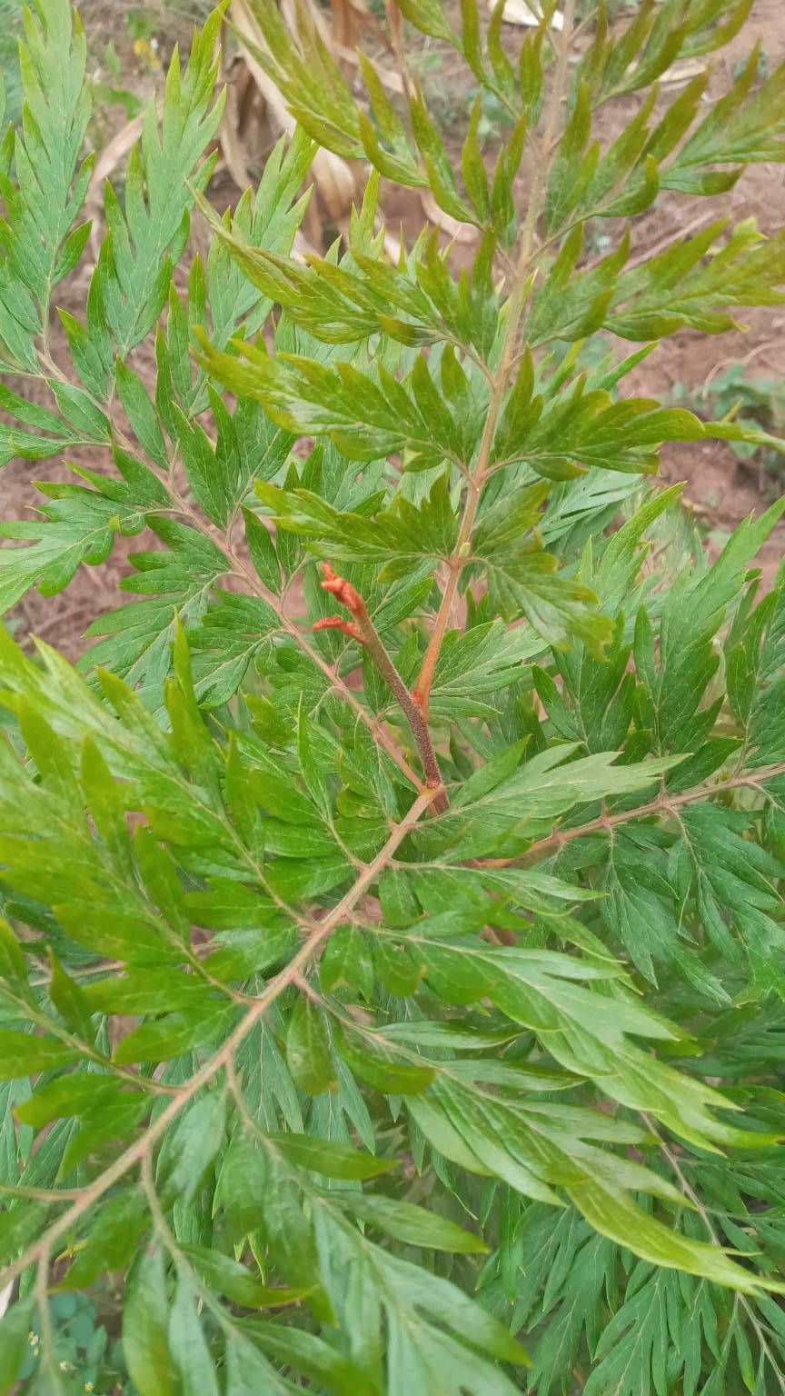 tree