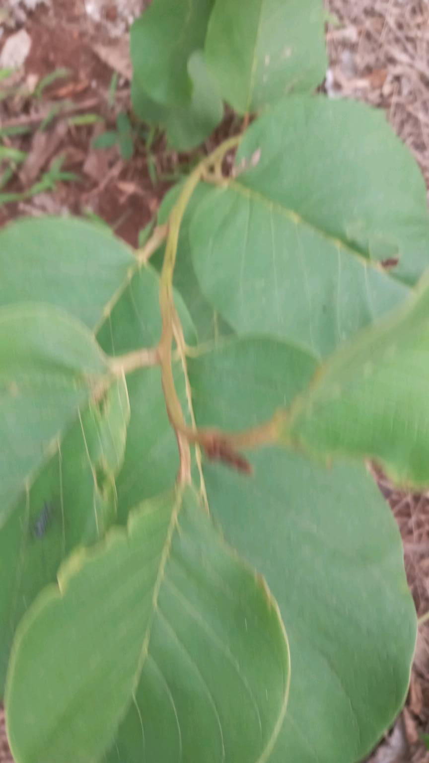 tree