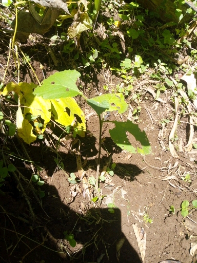 tree