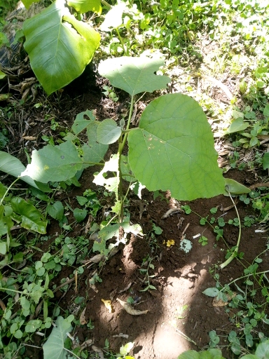 tree