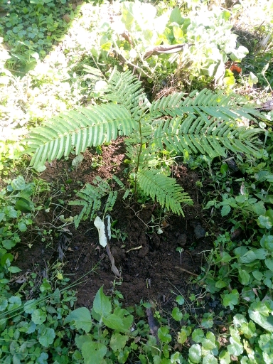 tree