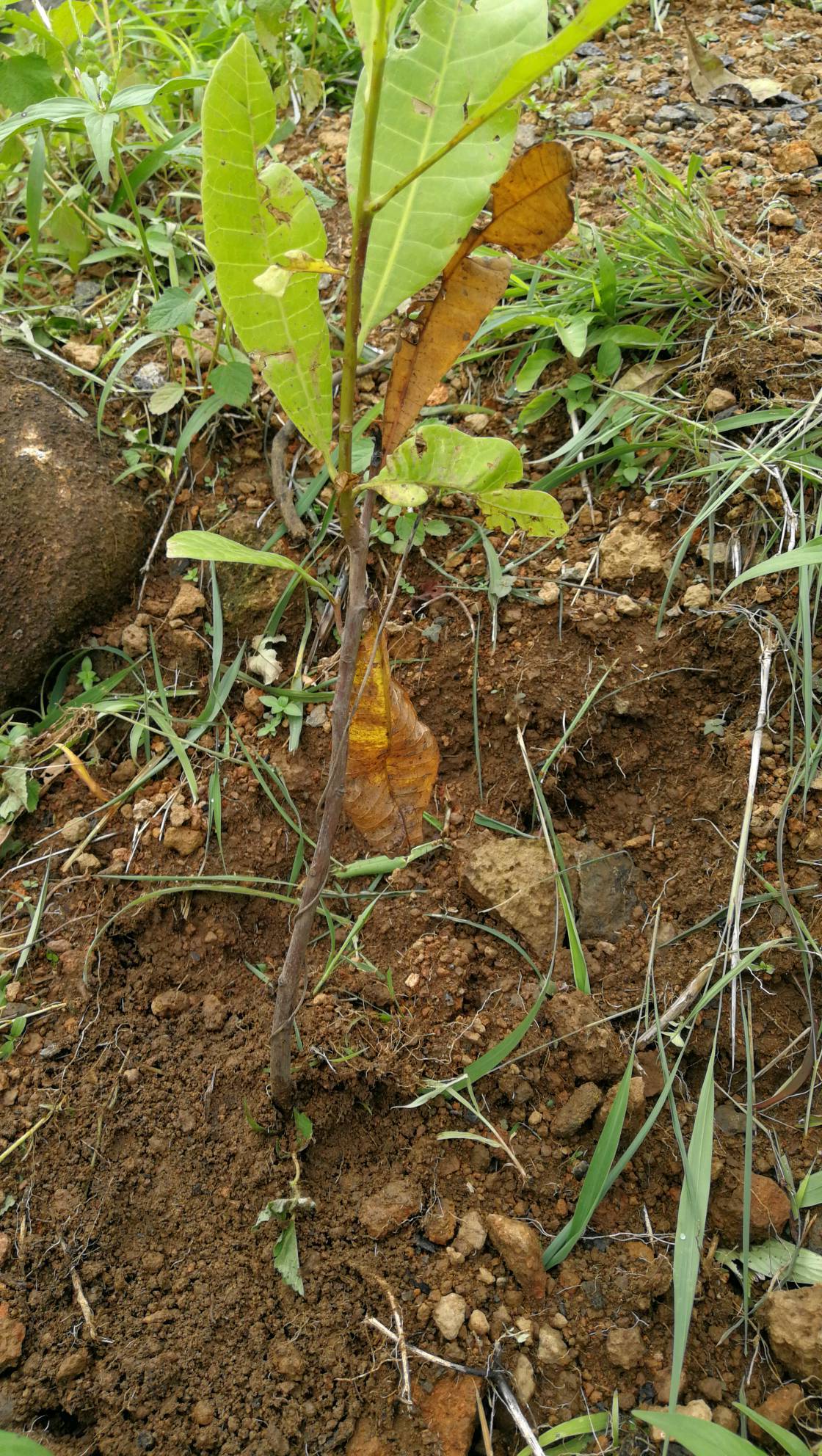 tree