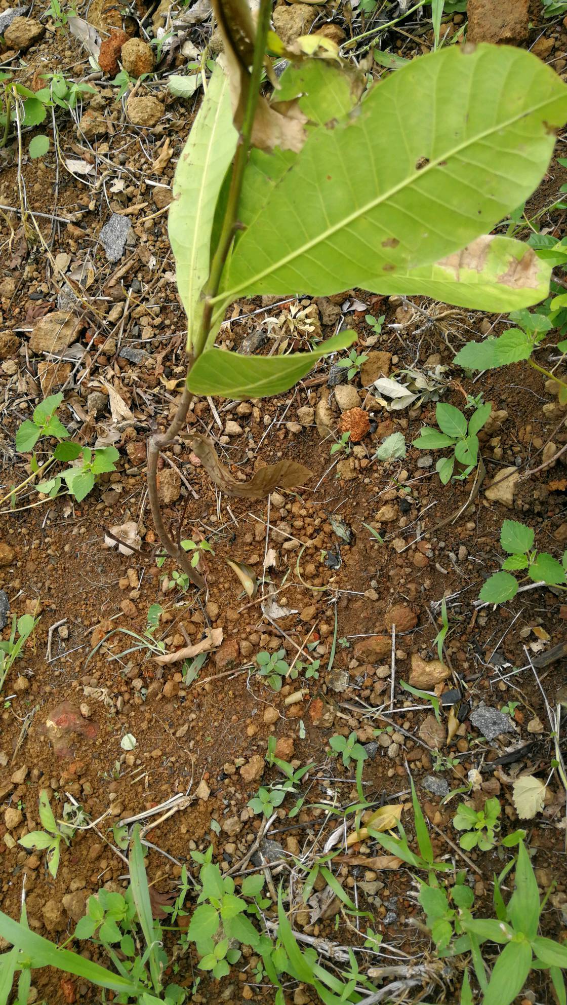 tree