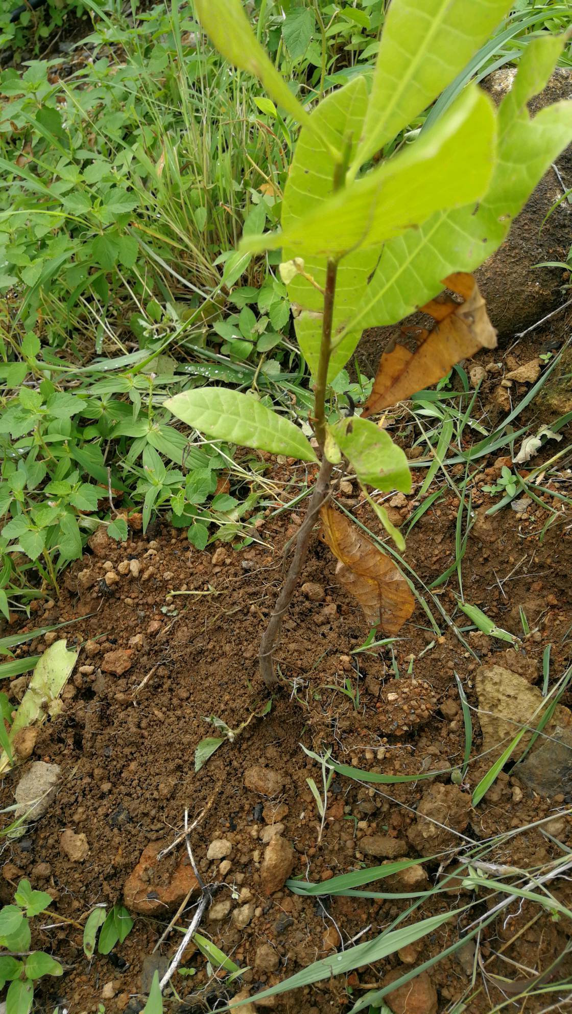 tree