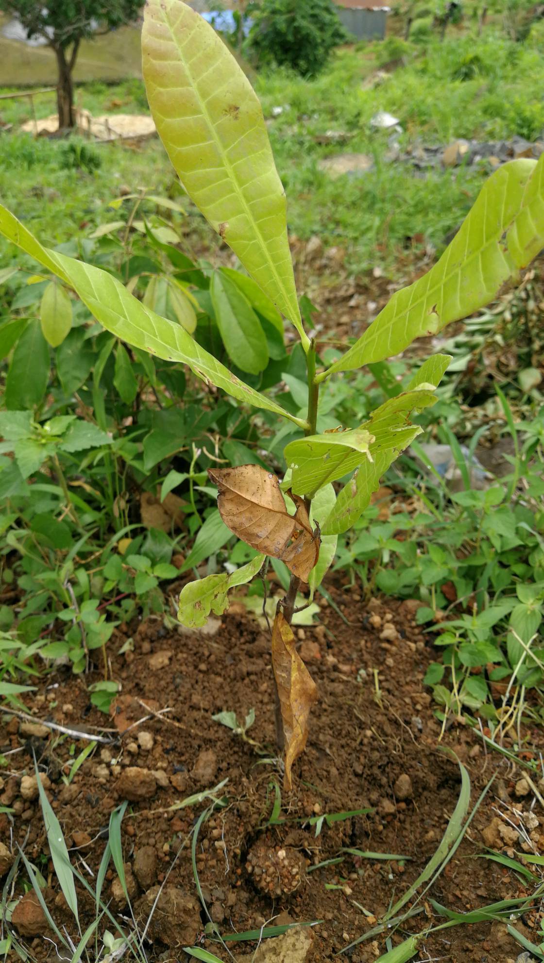 tree