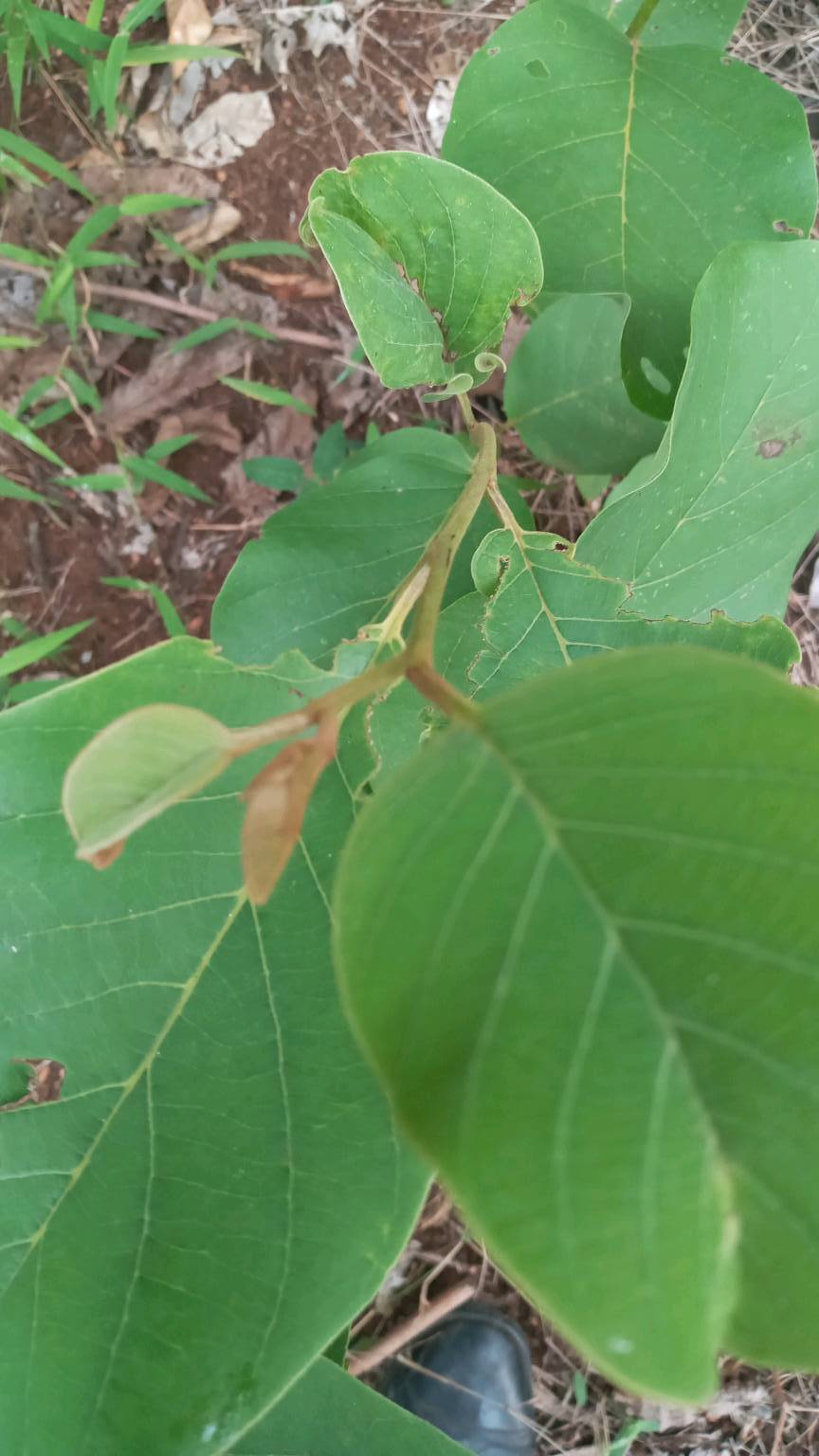 tree
