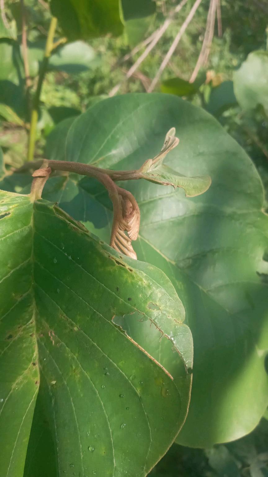 tree