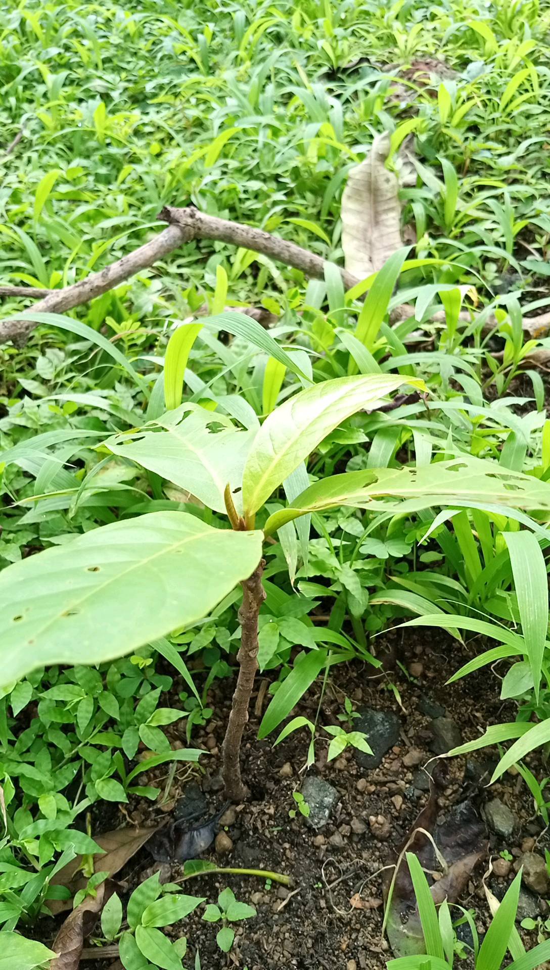 tree