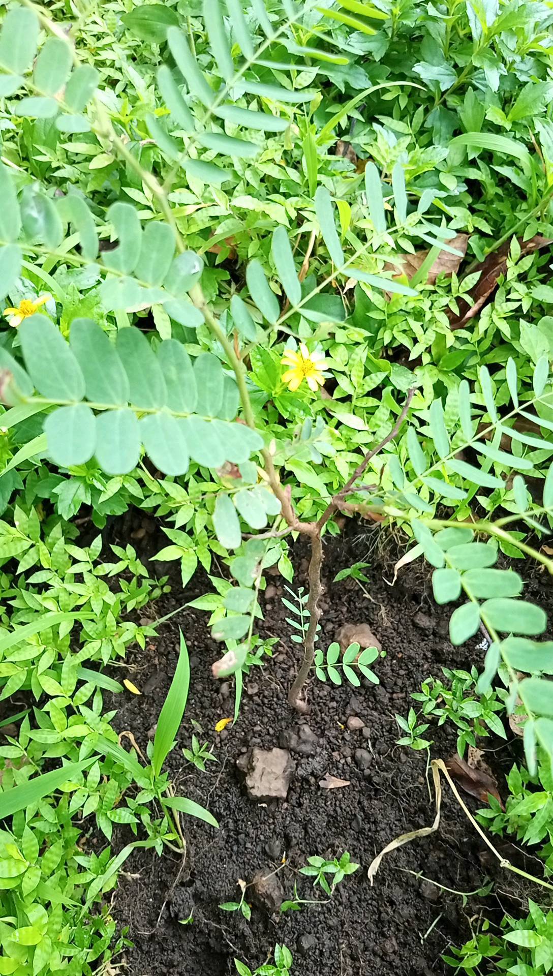 tree