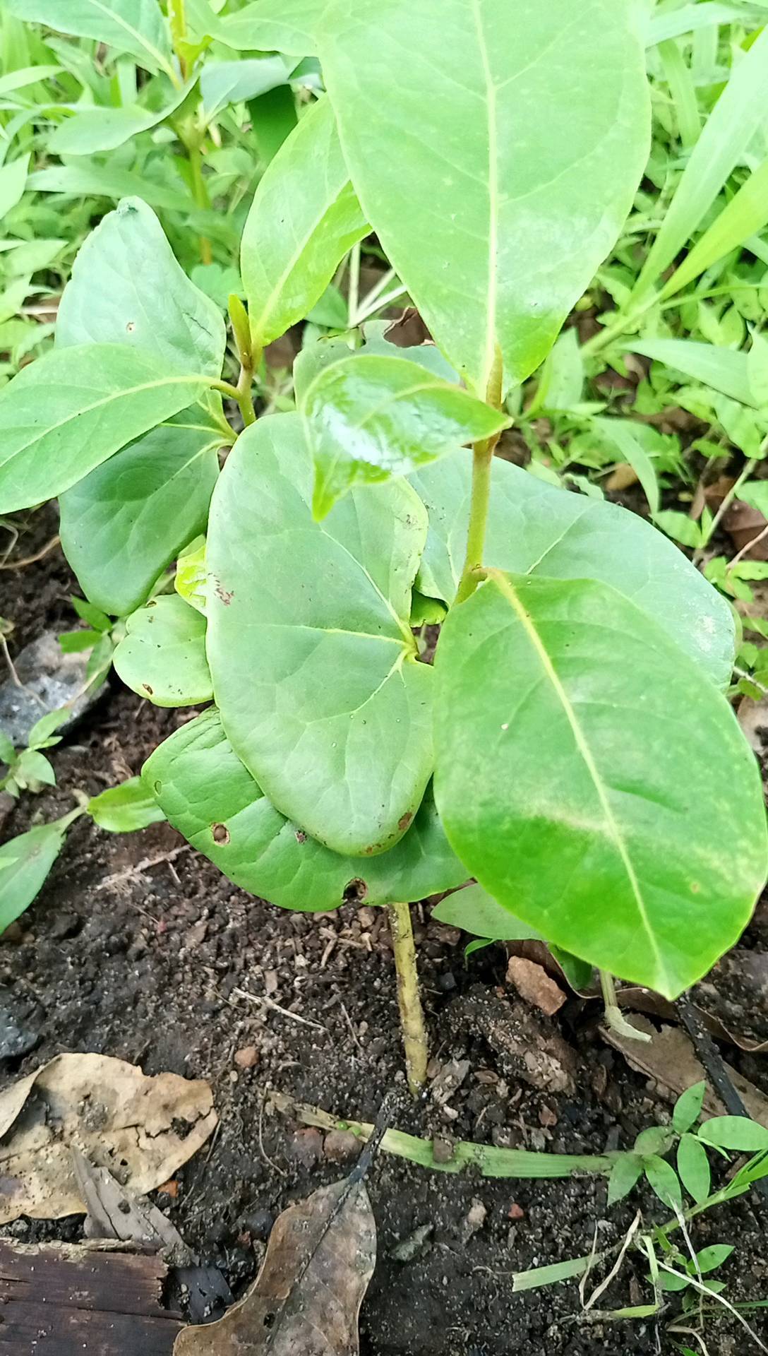 tree