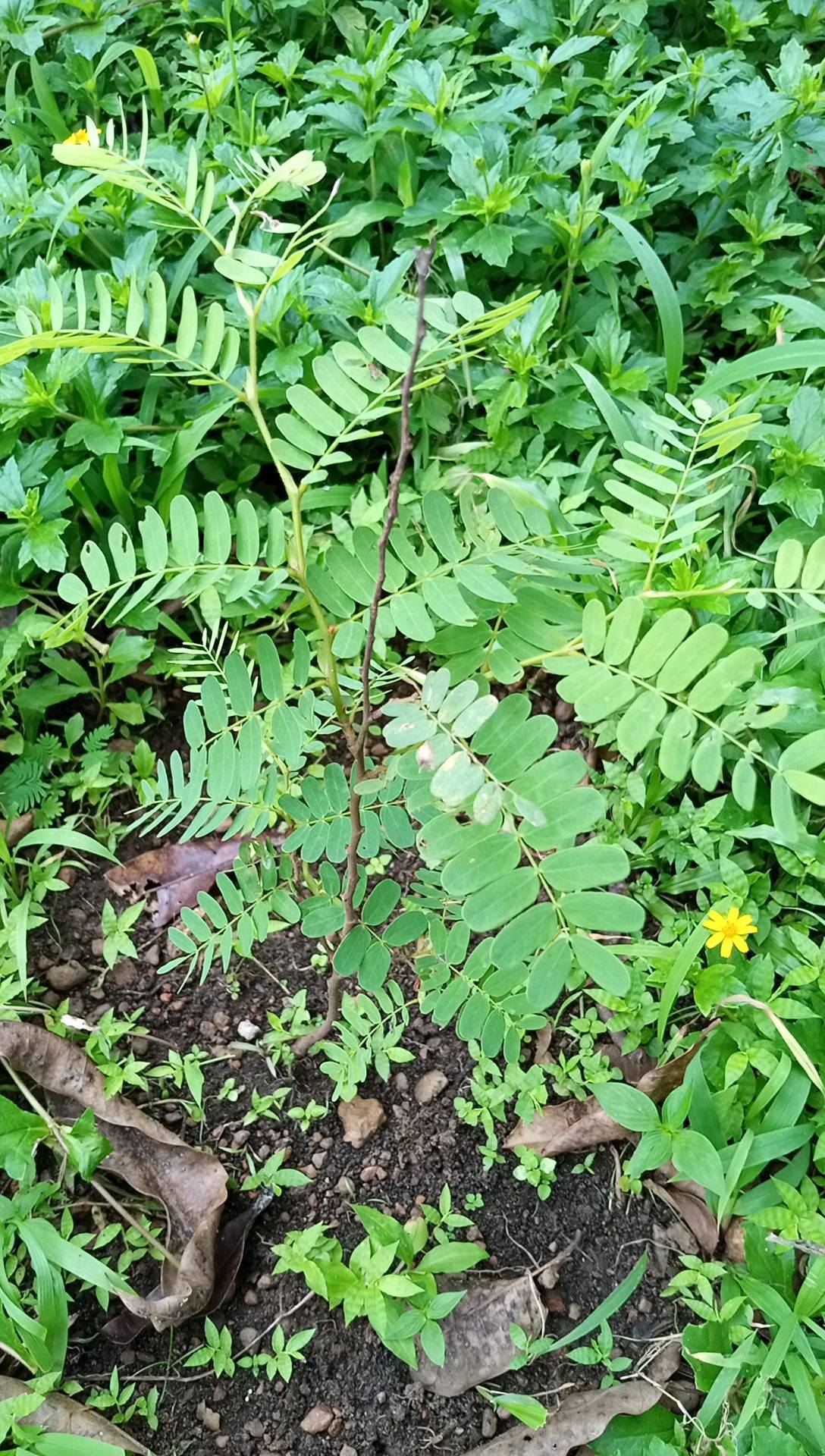 tree