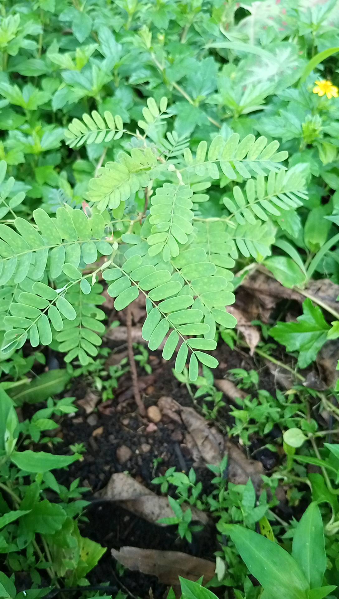 tree