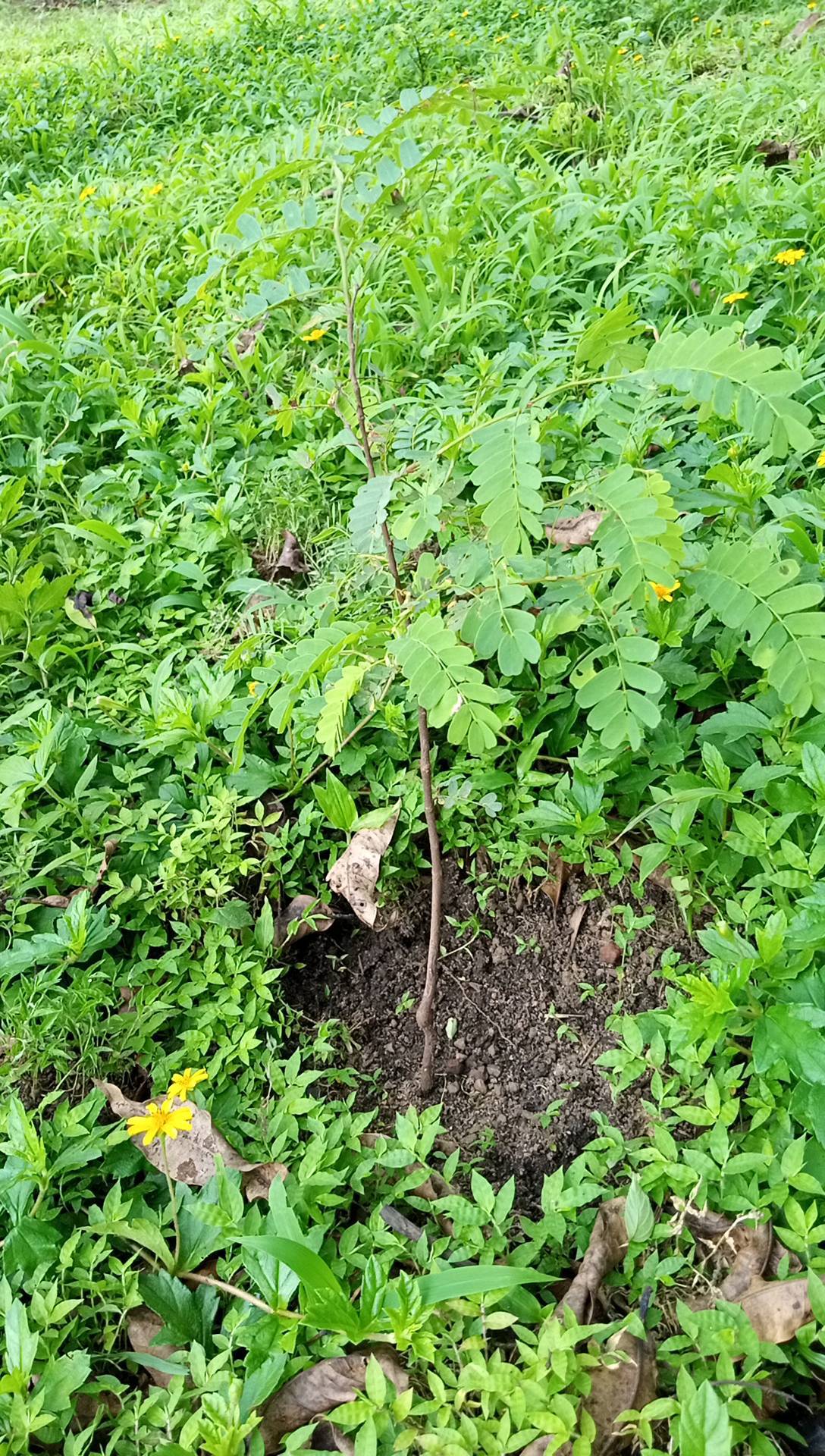 tree
