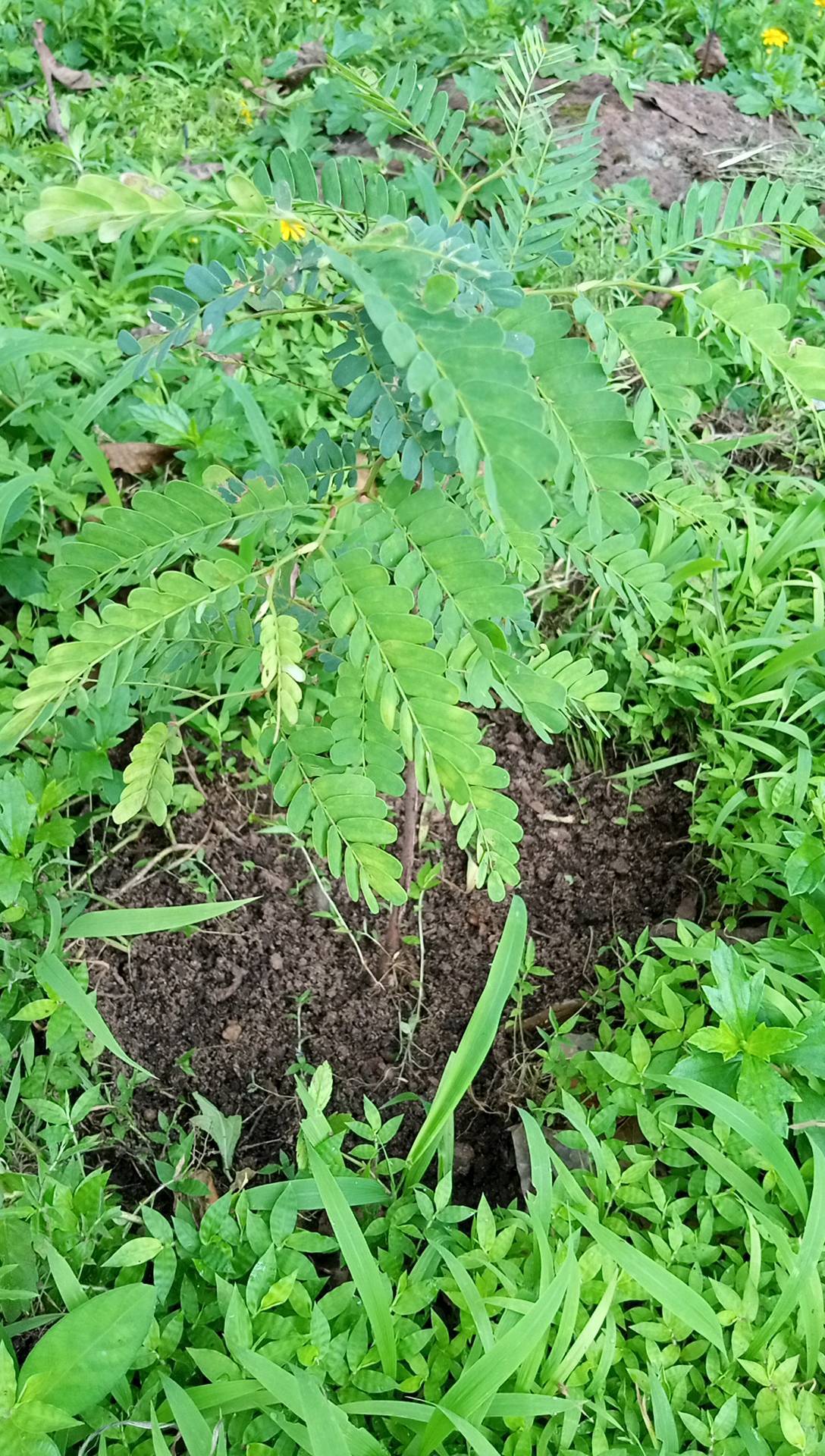 tree
