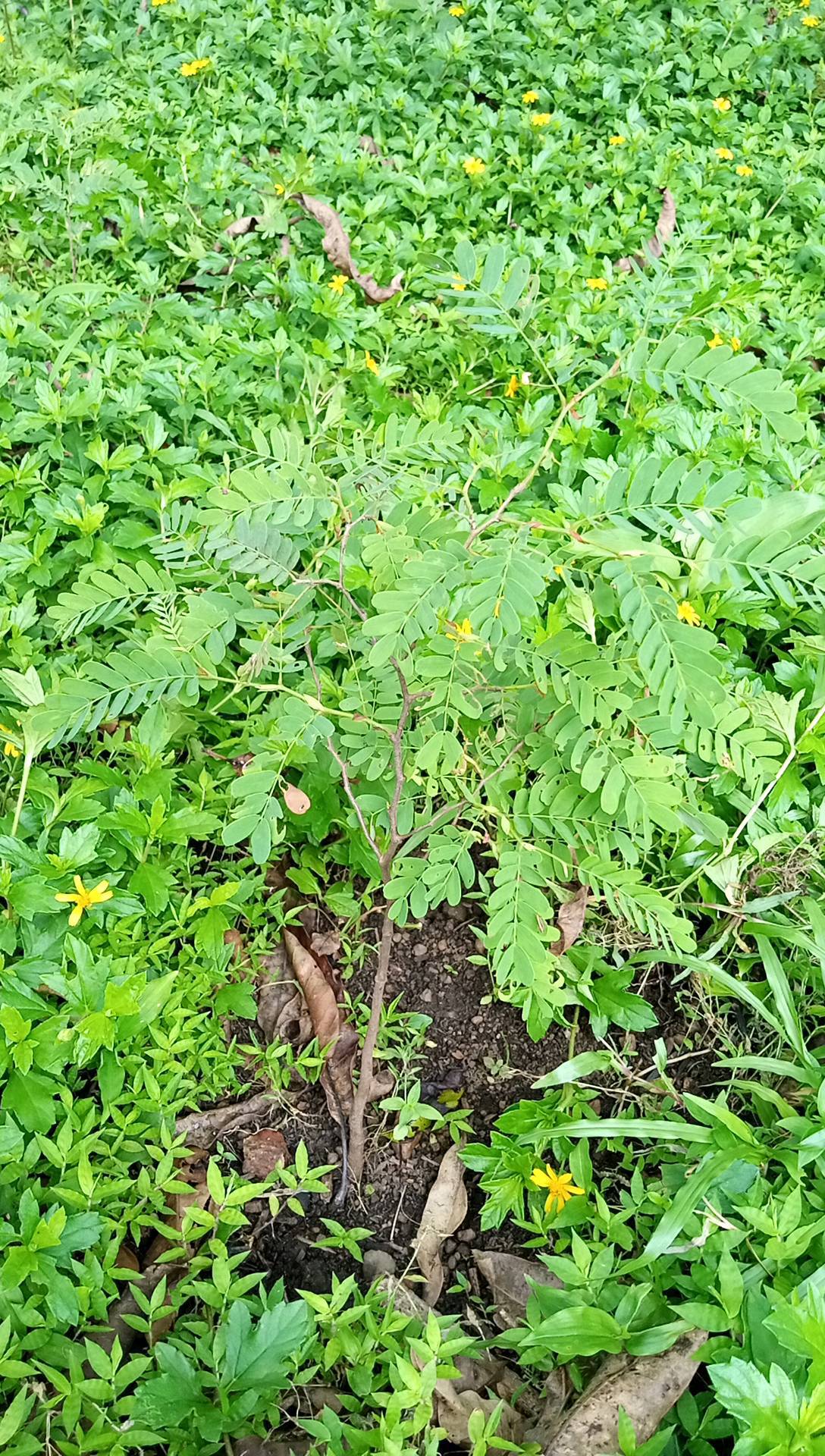tree