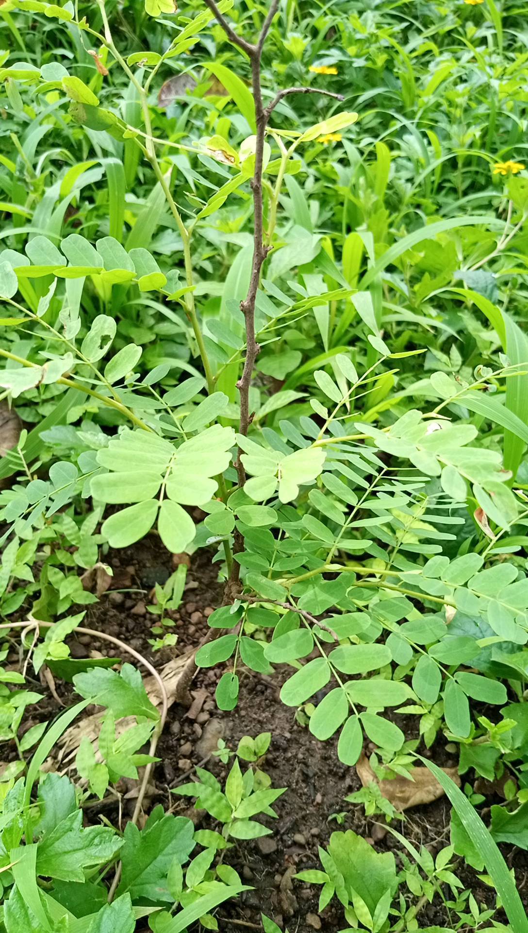 tree