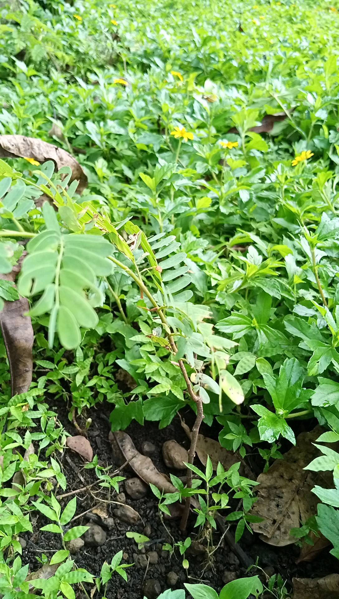 tree